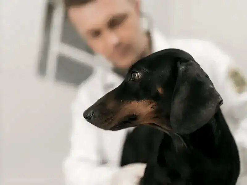 Tratamento Animal